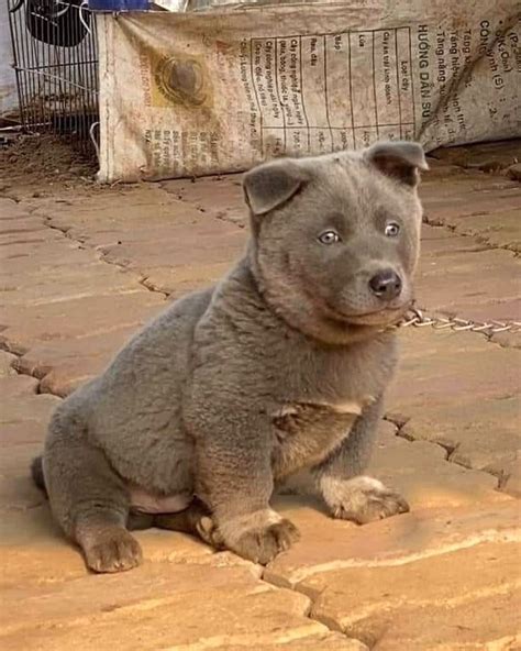 Hmong Puppy #shorts #puppy #pitbull #dogs #dog #bullybreed The Incredible stories wants to bring via actual true stories education and entertainment to all E.... 