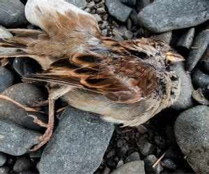 Ho trovato un uccello morto che guida il ciclo. - Organisations patronales en france du passé au présent.