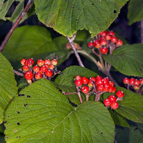 Hobble-Bush (Viburnum lantanoides) Flower, Leaf, Care, Uses