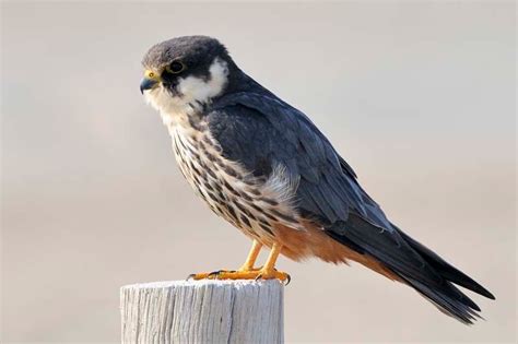 Hobby (bird) - Wikipedia