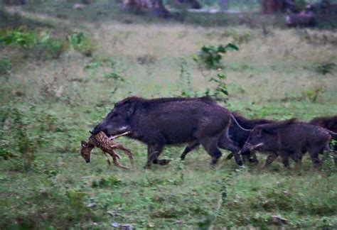 Hog hunt tannerite. NOTE: In the O.C.G.A. these animals are called “feral hogs”. Feral swine, feral hog, wild hog, wild pig, and wild boar are all synonyms that refer to the same ... 