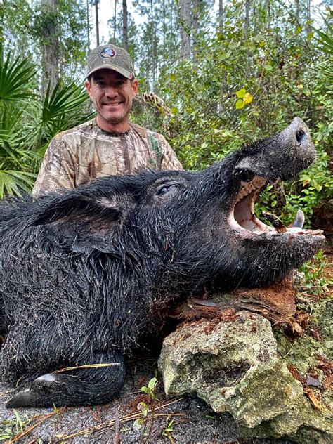 Hog hunting. Things To Know About Hog hunting. 