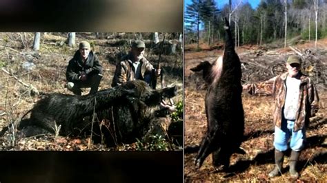 Hog hunting in north carolina. Things To Know About Hog hunting in north carolina. 