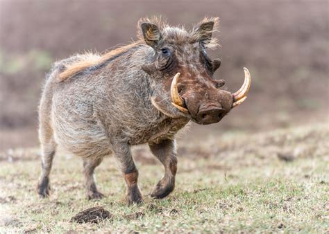 Hog in English. Hog Meaning and Norwegian to English Translation