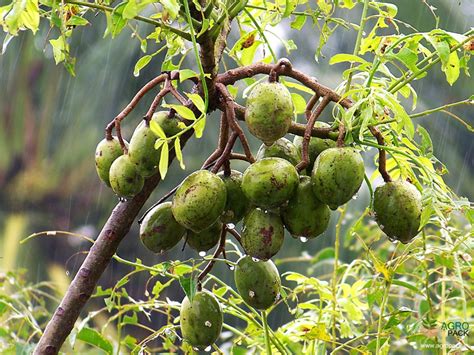 Hog plum tree for sale. American Plum is a deciduous shrub or small tree that can reach a height of 15-25 feet (4.5-7.6 m) and a spread of 15-25 feet (4.5-7.6 m). The foliage of American Plum is deciduous, with ovate to elliptic leaves that turn shades of yellow, orange, or red in the fall. Read Full Description. Pay in 4 interest-free installments for orders over $50 ... 