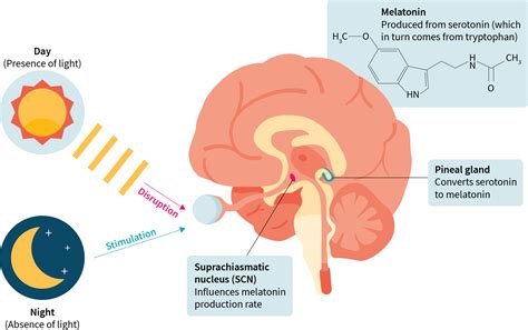 Hog researcher examines effects of melatonin - The Western …