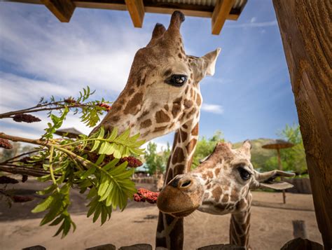 Hoge zoo. Utah’s Hogle Zoo’s current location, at the mouth of Emigration Canyon, was generously donated by the Hogle family in 1931 and stretches over 42 acres of natural hillside terrain. … 