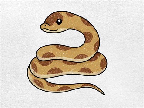 Hognose Snake Drawing