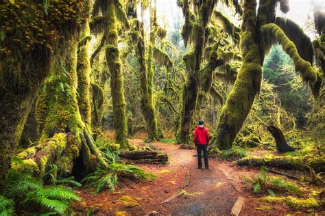 Hoh rainforest trail. The diverse and dramatic Hoh Rain Forest is one of the most popular destinations on the Olympic Peninsula and beyond. Lush greenery abounds, thanks to an average 168 inches of … 