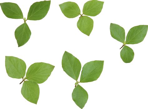 Hojas. Beneficios de las hojas de guayaba. 1.-. Mejora la salud intestinal. Las hojas de guayaba son las más populares por su potencial para tratar la diarrea. Esto se debe a los fitoquímicos naturales en las hojas de guayaba, especialmente antocianinas y carotenoides que son antioxidantes y flavonoides. Estos compuestos tienen propiedades ... 