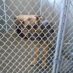 Hoke county animal shelter. Hoke County Animal Shelter. View shelter info. Available pets at this shelter. Pet Type Any. Age Any. Sex Any. Needs Home Fast. Enid. Retriever (Unknown Type) Female, Puppy. … 