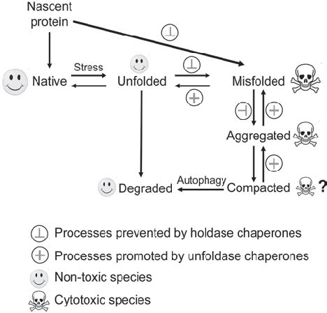 Holdase - Wikipedia