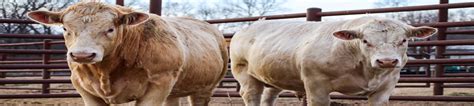 Holdenville Livestock Market is a Livestock auction house located at 3233 N County Road 370, Holdenville, Oklahoma 74848, US. The establishment is listed under livestock auction house category. It has received 22 reviews with an average rating of 4.5 stars.. 