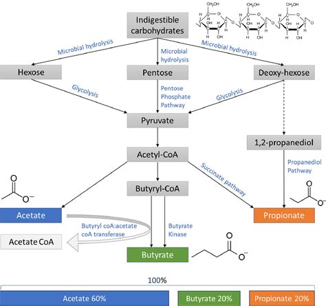 Holdings: Enhancement of Short Chain Fatty Acid Production by …