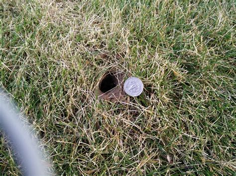 Holes in lawn. Try to temporarily cover the holes by using materials like metal mesh or steel wool. Rats can chew through a lot of things, but these will make for a good challenge. To secure this cover, use a brick, stone, or whatever other heavy object is within your vicinity. Remember- these little guys are stronger than they look! 