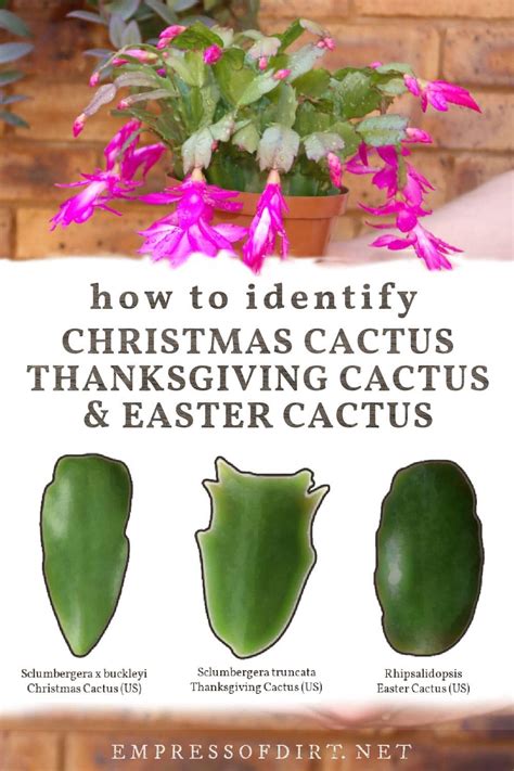 Holiday Cactus Differences - Identify Christmas Thanksgiving And …