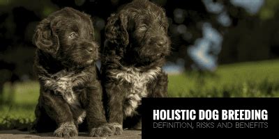 Holistic Dog Breeders — Guide to Natural Rearing in Dog …