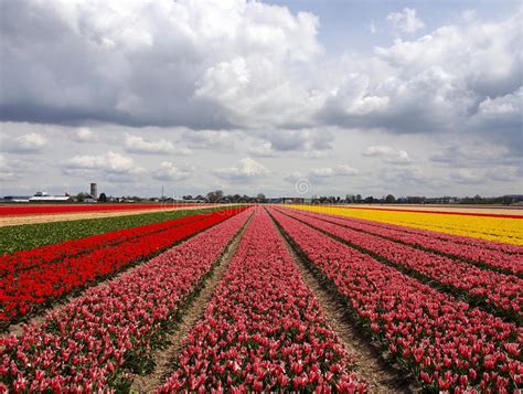 Holland bulb. Who is Jub Holland Royal supplier of colour Our bulbs are colourful, as we are colourful; the fourth generation of a tight-knit family business, JUB Holland. On the flat, fertile polder land-scapes of the Netherlands, we cultivate the most beautiful flower bulbs. In cities we design verges, parks and roundabouts, with JUB Landscape. 