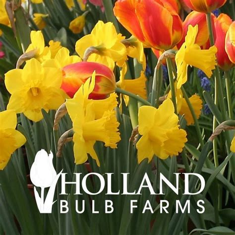Holland bulbs farm. Large daffodil bulbs should be planted "pointed side up" approximately 4-6" apart, while the smaller, miniature daffodils need 2-3" of space. Dig a hole for the bulbs that is approximately 6-8" in depth for large bulbs and approx. 2" deep for miniature ones. Plant them one bulb per hole or dig a slightly wider hole and place a larger odd … 