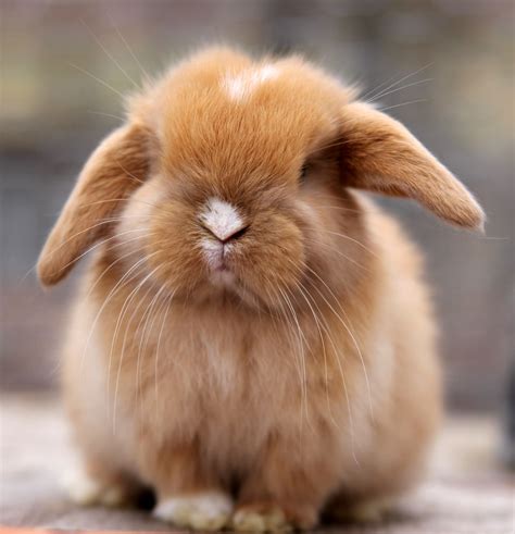 Holland lop for sale. Holland Lop. Home; Holland Lop; Found Ads (130) Sort by : Small Pets Rabbits/ Bunnies Holland Lop. Show Filters. Location Filter . Type ... For Sale; Adoption; Wanted; Stud; Lost and Found; Price Filter . Ad Price 0 - 10000+ Include Price On Call? Keyword Filter. Featured Ads. Featured. Rabbits/ Bunnies. Holland Lop $299. Featured. Rabbits ... 