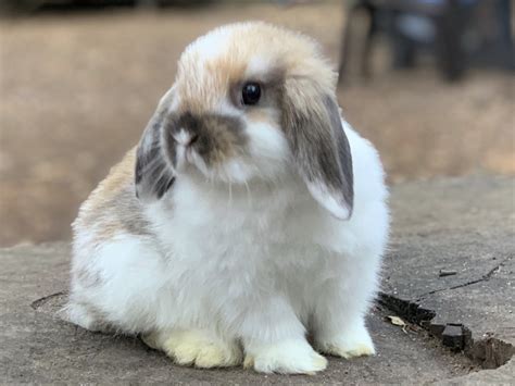 Holland Lop texas, dallas. Oreo is a6 month old holland lop buck. He is neutered and lives indoor he is a free roam rabbit in need of a new spaciou.. #335710. 