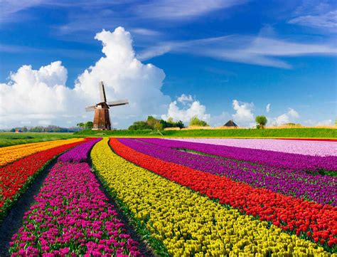 Sep 30, 2023 · One of the most famous instances of an asset bubble was the “Tulip Mania” that erupted in Holland during the 17th century. It was the first recorded major financial bubble, during which demand for tulips exploded, and prices for the flowers followed suit. This led some investors to speculatively purchase tulips, resulting in losses when ... . 
