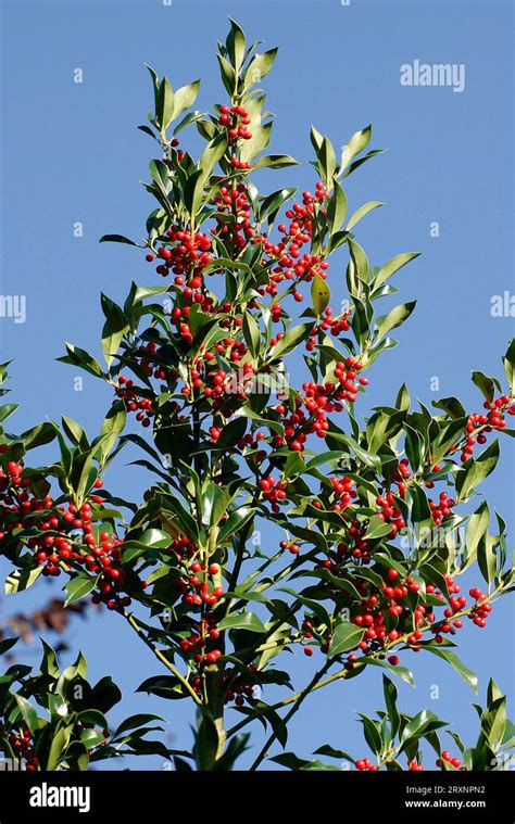 Holly Family (Aquifoliaceae) Encyclopedia.com