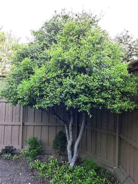Holly Yaupon in 2020 (With images) Shade shrubs, Trees for front