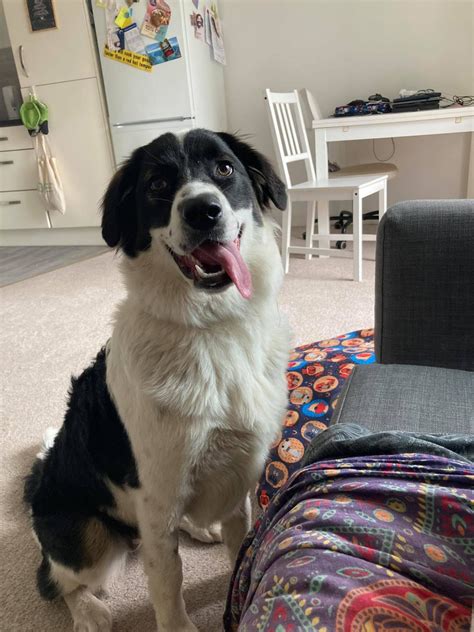 Holly the Collie (@holly.collie) • Instagram photos and videos