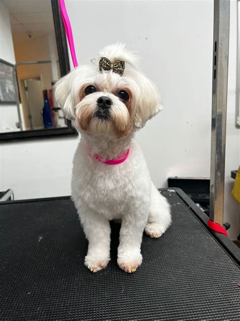 Hollywood houndz boutique spa & hotel. Hi I own Kats Barking Boutique and I am a mobile groomer. I would be more than happy to get you scheduled feel free to message me or call/ text 813-236-2740 ... Houndz Of Hollywood Mobile Dog Grooming & Spa. 1014 E North St. Tampa. FL. 33604. US. 8132362740. 28.005945289344183-82.44785871586535. Pet supplies. Pet services. … 