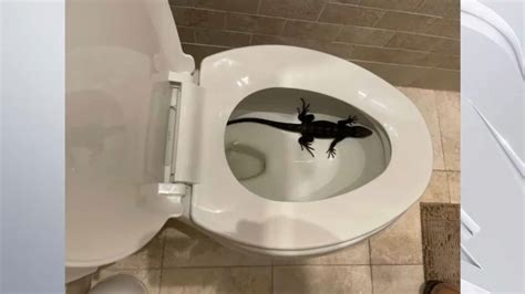 Hollywood man finds iguana in toilet