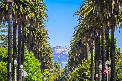 Hollywood palms. Things To Know About Hollywood palms. 