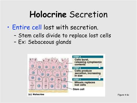 Holocrine Definition & Meaning - Merriam-Webster