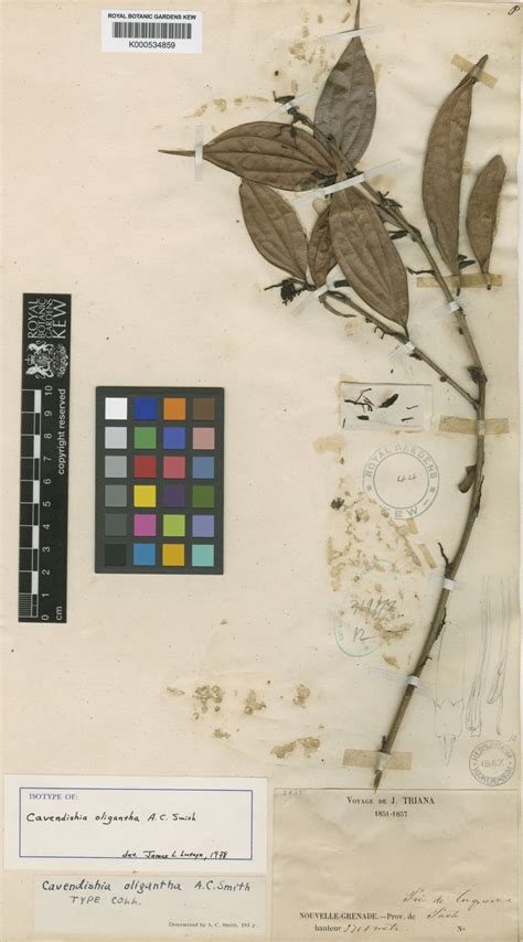 Holotype of Licania oligantha A. C. Smith [family …