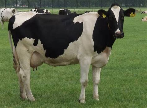 Holstein Cow Price