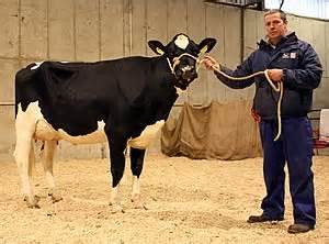 Holstein Heifers to 2,500gns at Moira