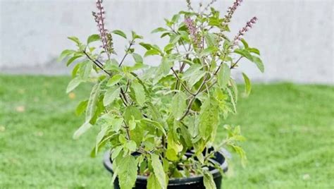 Holy basil plant. .  ...