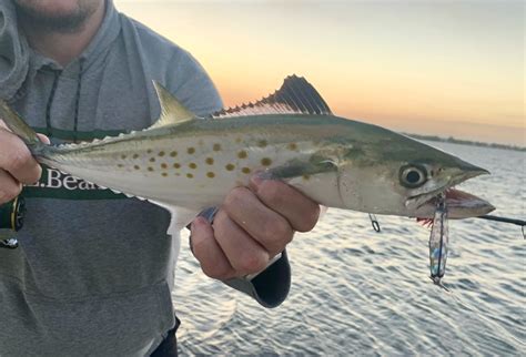 Holyy_Mackerel Leaked XXX 202 Videos