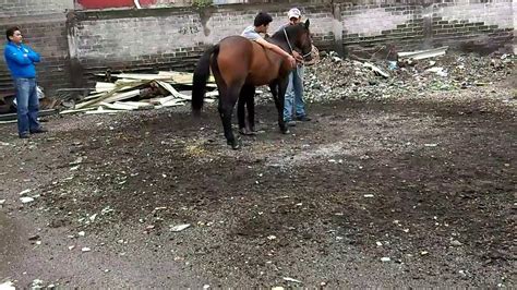 Video Corto de celo de yegua lista para cojer caballo.