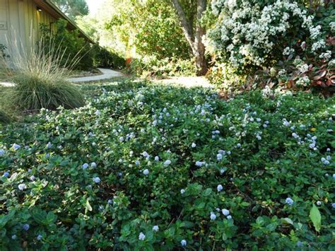 Home > Groundcovers for California