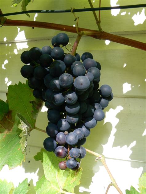 Home – The Bunch Of Grapes