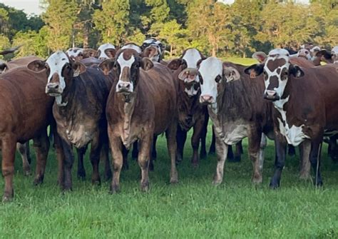 Home - Blackwater Cattle Company - Lake Park, Georgia