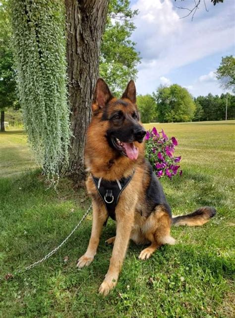 Home - Castle Rock German Shepherds