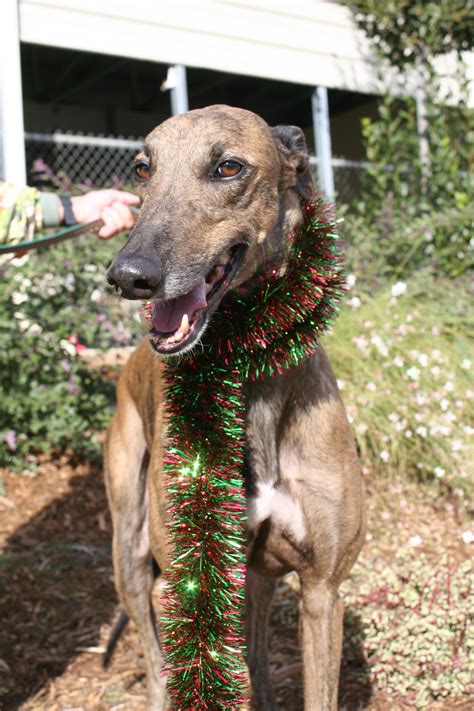 Home - Greyhound Adoption Center