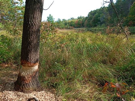 Home - Preserve Spooner Lake