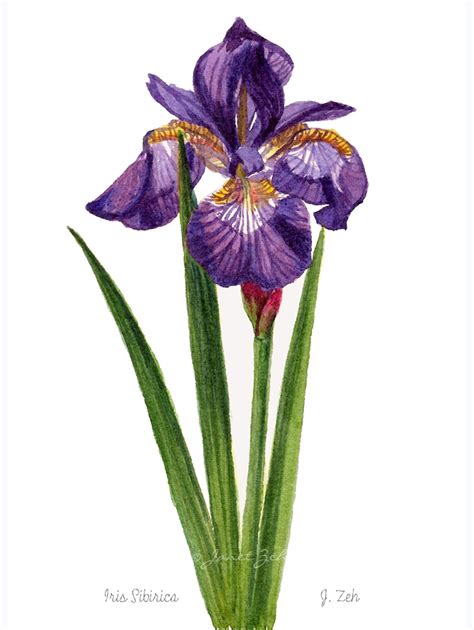 Home -Wild Iris Floral and Botanical