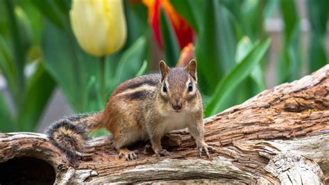 Home Chipmunk