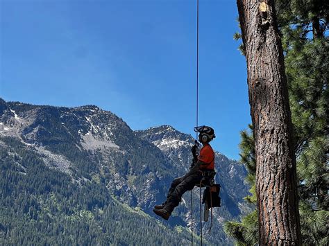 Home Clifton Tree Service, Leavenworth Washington