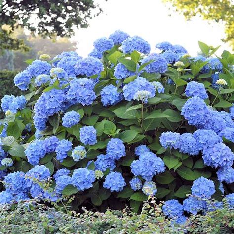 Home Hortensia