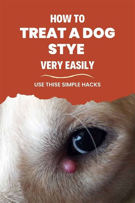 Home Remedies for Styes on Dogs